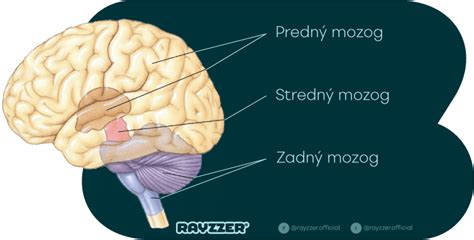 Detský mozog a jeho vývoj