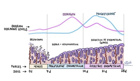 Schéma účinku dydrogesterónu na endometrium