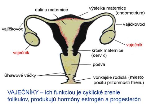 Ilustrácia ženských reprodukčných orgánov s vaječníkmi