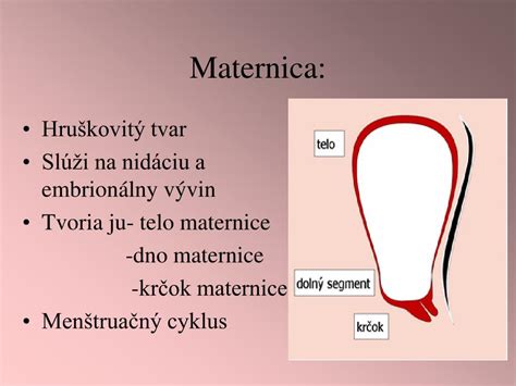 Ženský reprodukčný systém: vajíčkovod, vaječník, maternica