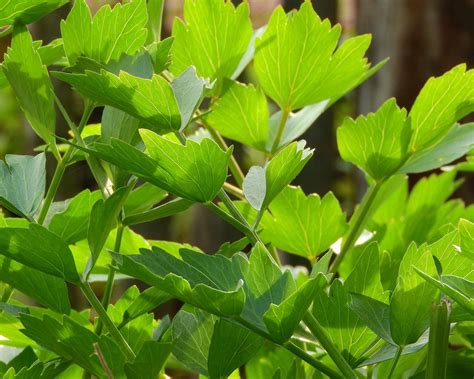 Ilustrácia rastliny ligurček lekársky