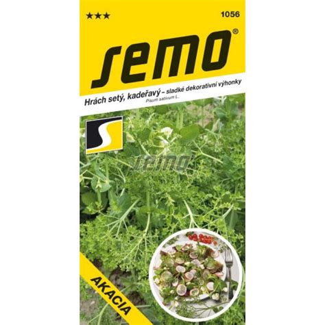 Zber čerstvých listov ligurčeka