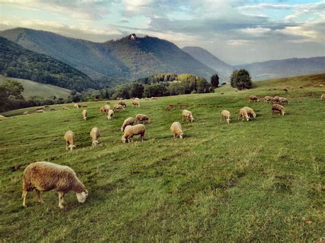 Ilustrácia stáda oviec pasúcich sa na lúke