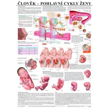 Anatomické zobrazenie panvy ženy