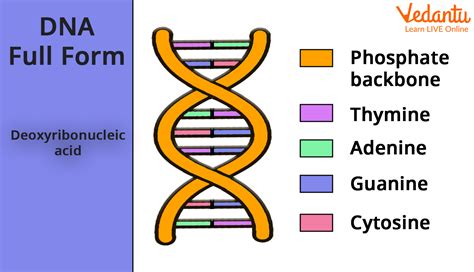Diagram chromozómov a DNA