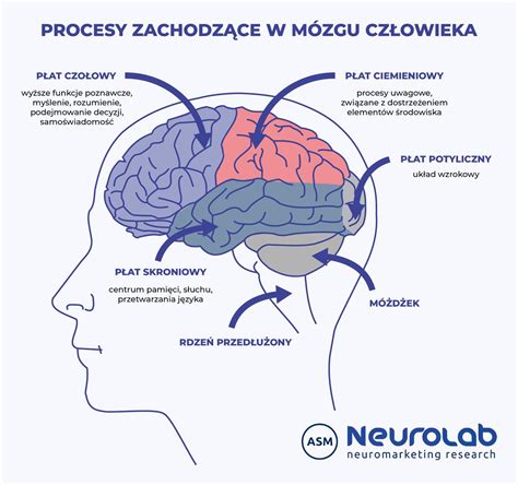 Ilustracja przedstawiająca mózg dziecka z zaznaczonymi obszarami odpowiedzialnymi za rozwój emocjonalny i poznawczy.