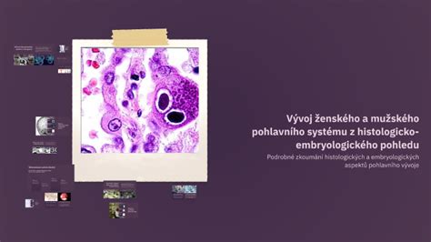 Vývoj ženského reprodukčného systému