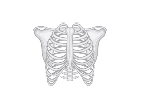 Anatomická stavba hrudníka