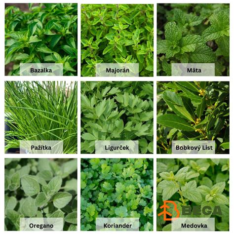 Ilustrácia bezpečných a nebezpečných byliniek