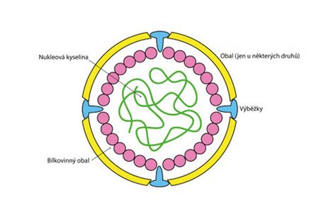 Ilustrácia vírusu Cytomegalovírus
