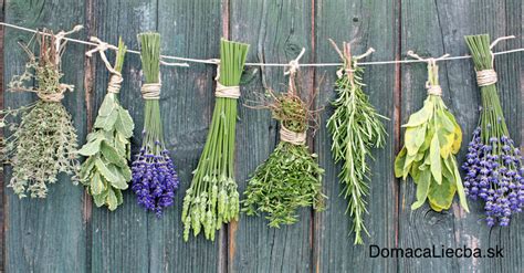 Bylinky a ich zloženie