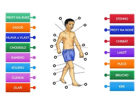 Diagram ľudského tela s vyznačenými orgánmi
