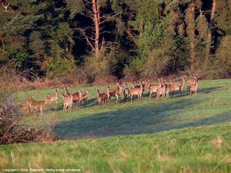 Ilustrácia kravičky na zelenej lúke