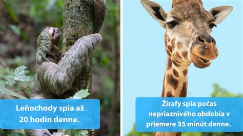 Ilustrácia rôznych druhov zvierat v útulku