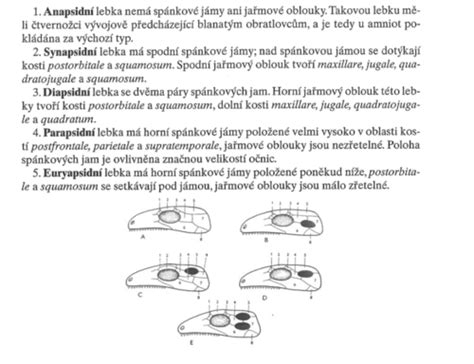 ilustrácia spánkových cyklov u dojčiat