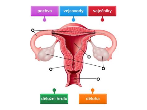 Diagram reprodukčného systému ženy