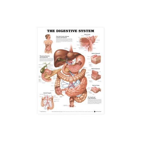 infografika zobrazujúca tráviaci systém