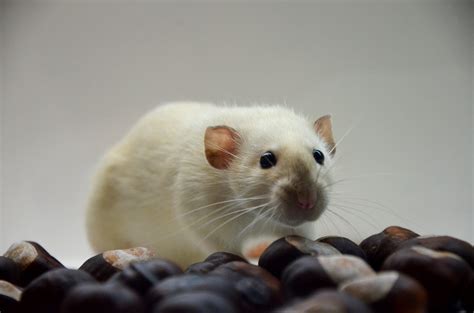 Ilustrácia myšky a doktora