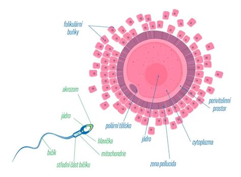 Schéma uhniezdenia vajíčka v maternici