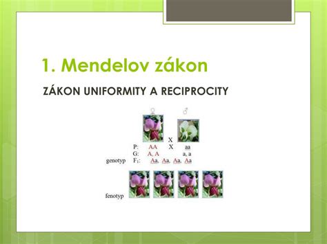 Diagram znázorňujúci Mendelove zákony dedičnosti pri dedičnosti farieb