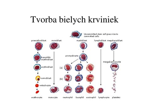 Rozpad červených krviniek a tvorba bilirubínu