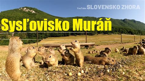 Sysľovisko Muráň