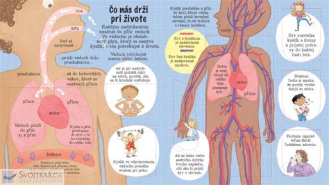 Ilustrácia znázorňujúca pH rovnováhu v ľudskom tele.