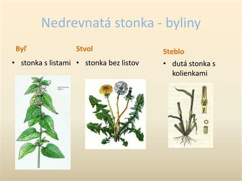 vetvička feniklu s plodmi