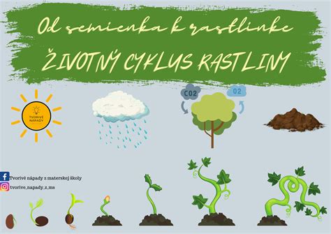 obrázok rastliny feniklu