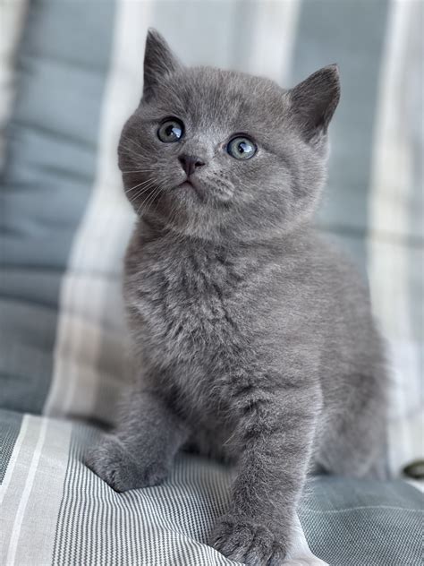 Mačka s vystupujúcimi bradavkami