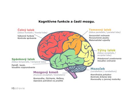 Infografika znázorňujúca rôzne typy krviniek a ich funkcie