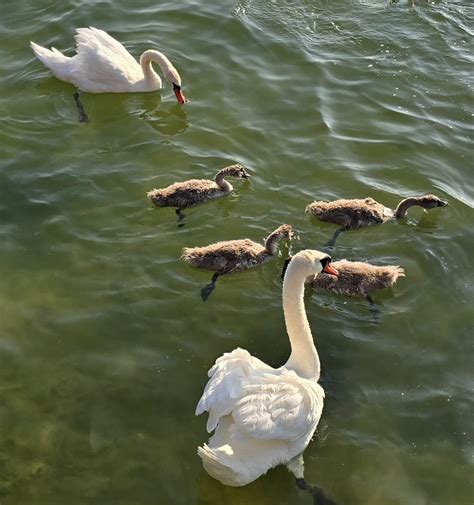 Diagram znázorňujúci časovú os oznamovacej povinnosti od 3. roku dieťaťa do nástupu do školy