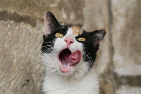 mladá mačka v ruji