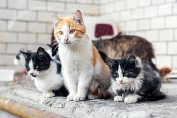 Mačka a kocúr hrajúce sa spolu