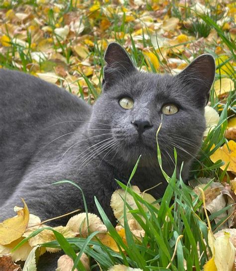 Mačka a kocúr v rôznych pózach