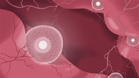 Ilustrácia dozrievania vajíčka vo vaječníku