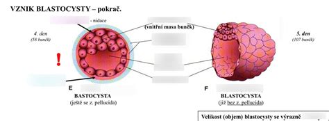 Diagram blastocysty