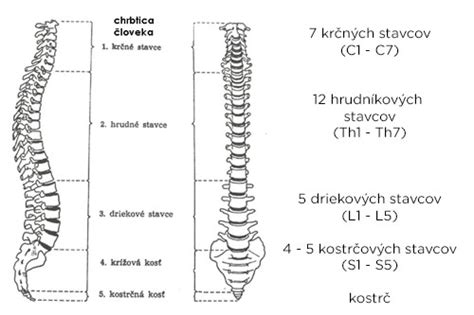 Anatomická stavba krčnej chrbtice