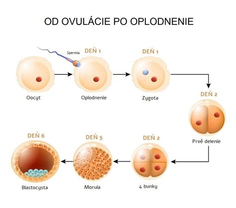Diagram znázorňujúci uhniezdenie oplodneného vajíčka