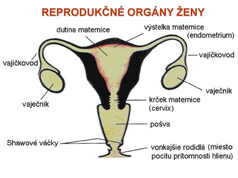 Ženské reprodukčné orgány s vyznačeným vajcovodom a maternicou