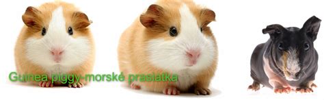 morča samica v klietke