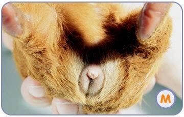 morča samec dvori samici