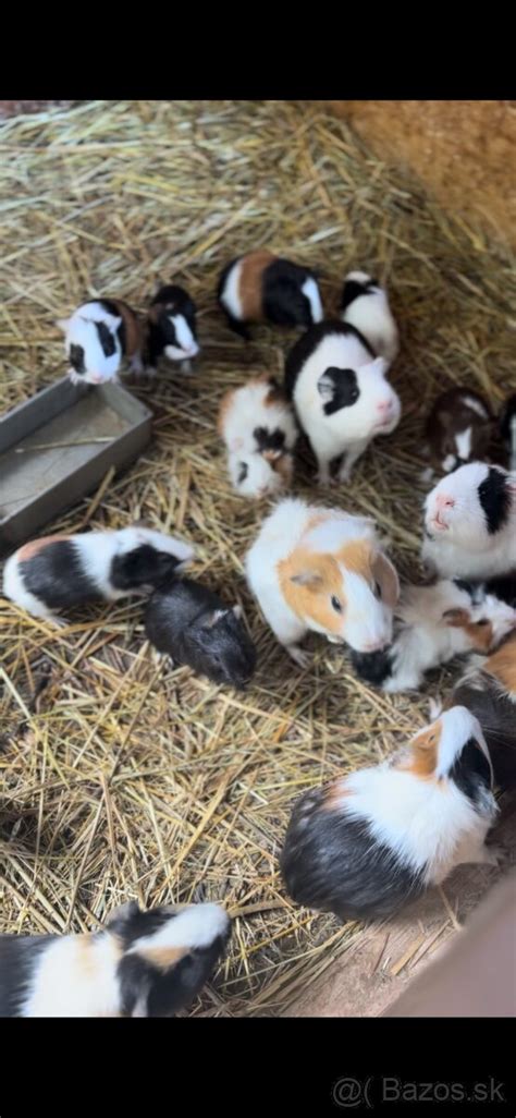 novonarodené morčatá