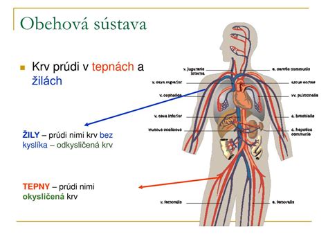 Ilustrácia toku krvi v žilách a tepnách