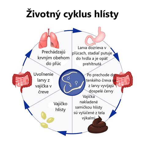 Životný cyklus mrle detskej