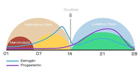 Grafické znázornenie hladiny LH počas menštruačného cyklu