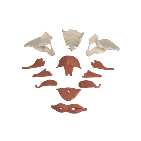 Diagram ženského panvového dna