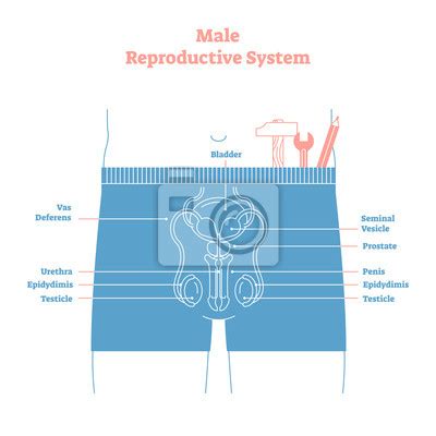 Diagram mužského reprodukčného systému