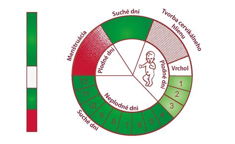 Grafické znázornenie plodných dní ženy