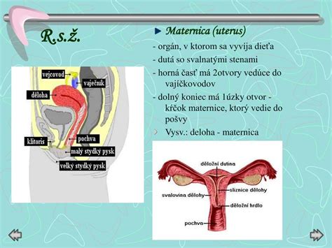 Ilustrácia ženskej reprodukčnej sústavy s vyznačenými vaječníkmi a maternicou